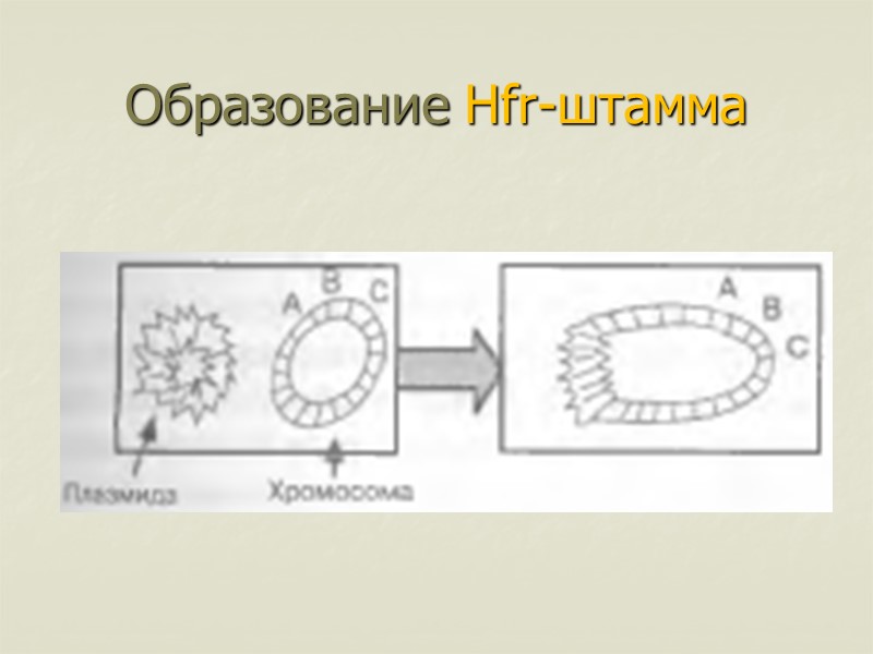 Образование Hfr-штамма